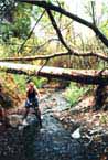 Gretchen in Sullivan Canyon