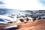 snowy slickrockscape