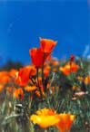 poppy bloom