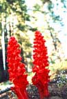 snowplant- weird